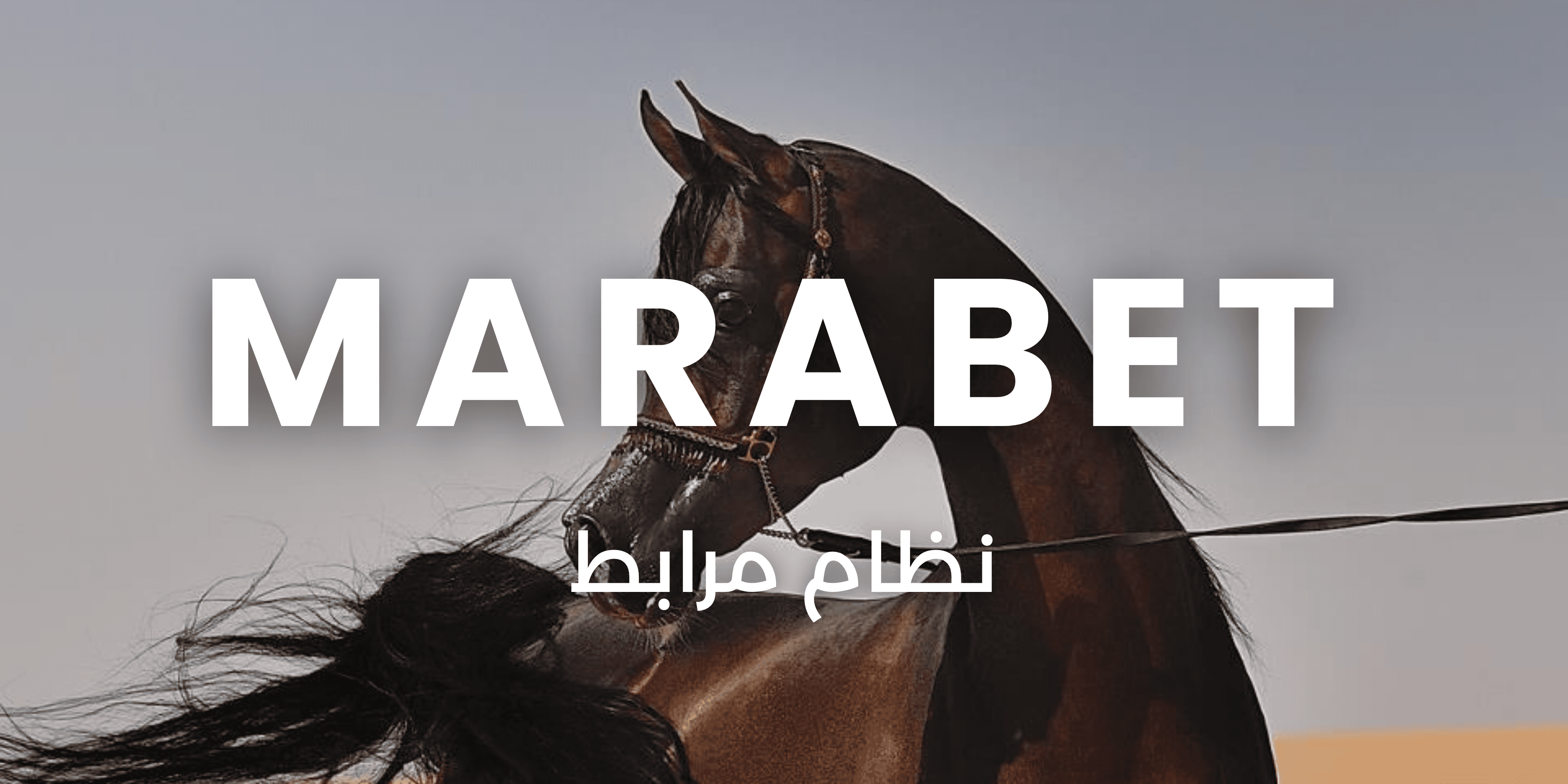 مرابط - نظام إدارة الإسطبلات